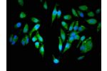 Immunofluorescent analysis of Hela cells using CSB-PA871581LA01HU at a dilution of 1:100 and Alexa Fluor 488-congugated AffiniPure Goat Anti-Rabbit IgG(H+L)