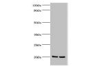Western blot<br />
All lanes:GLO1 antibody at 2ug/ml<br />
Lane 1:HepG2 whole cell lysate<br />
Lane 2:Hela whole cell lysate<br />
Secondary<br />
Goat polyclonal to rabbit at 1/10000 dilution<br />
Predicted band size: 21,20 kDa<br />
Observed band size