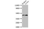 Western Blot<br />
Positive WB detected in:Mouse kidney tissue,Mouse liver tissue<br />
All lanes:BLZF1 antibody at 3