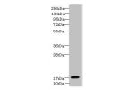 Western blot<br />
All lanes: FAM96A antibody at 8ug/ml+ NIH/3T3 whole cell lysate<br />
Goat polyclonal to rabbit at 1/10000 dilution<br />
Predicted band size: 19,12 kDa<br />
Observed band size: 18 kDa<br />