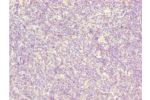 Immunohistochemistry of paraffin-embedded human thymus tissue using CSB-PA872507ESR1HU at dilution 1:100