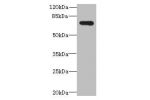 Western blot<br />
All lanes: ADGRL4 antibody at 4ug/ml+ Hela whole cell lysate<br />
Goat polyclonal to rabbit at 1/10000 dilution<br />
Predicted band size: 78 kDa<br />
Observed band size: 78 kDa<br />