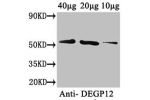 Western Blot<br />
Positive WB detected in: Arabidopsis thaliana (40