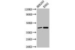 Western Blot<br />
Positive WB detected in:HEK293 whole cell lysate,K562 whole cell lysate<br />
All lanes:FANCF antibody at 3