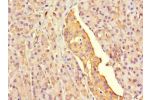 Immunohistochemistry of paraffin-embedded human pancreatic tissue using CSB-PA873624LA01HU at dilution 1:100