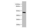 Western blot<br />
All lanes: FAM105A antibody at 8ug/ml+ K562 whole cell lysate<br />
Goat polyclonal to rabbit at 1/10000 dilution<br />
Predicted band size: 42 kDa<br />
Observed band size: 42 kDa<br />