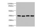 Western blot<br />
All lanes: DNAJC17 antibody at 16ug/ml<br />
Lane 1 : A431 whole cell lysate<br />
Lane 2 : Hela whole cell lysate<br />
Lane 3 : Raji whole cell lysate<br />
Lane 4 : HepG-2 whole cell lysate<br />
Secondary<br />
Goat polyclonal to Ra