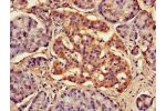 Immunohistochemistry of paraffin-embedded human pancreatic tissue using CSB-PA875683LA01HU at dilution of 1:100