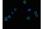 Immunofluorescent analysis of HepG2 cells using CSB-PA878873LA01HU at a dilution of 1:100 and Alexa Fluor 488-congugated AffiniPure Goat Anti-Rabbit IgG(H+L)