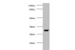 Western blot<br />
All lanes:COP9 signalosome complex subunit 7a antibody at 2ug/ml+mouse brain tissue<br />
Secondary<br />
Goat polyclonal to rabbit at 1/10000 dilution<br />
Predicted band size: 30kDa<br />
Observed band size: 30kDa<br />