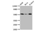 Western Blot<br />
Positive WB detected in:A549 whole cell lysate,Hela whole cell lysate,Rat kidney tissue<br />
All lanes:FICD antibody at 3