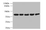 Western blot<br />
All lanes: ACTRT3 antibody at 2.5ug/ml<br />
Lane 1 : MCF7 whole cell lysate<br />
Lane 2 : HCT116 whole cell lysate<br />
Lane 3 : K562 whole cell lysate<br />
Lane 4 : 293T whole cell lysate<br />
Lane 5 : Hela whole cell lysate<br />