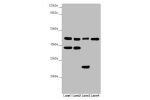 Western blot<br />
All lanes:DSN1 antibody at 3.09 ug/ml<br />
Lane 1 : Hela whole cell lysate<br />
Lane 2 : MCF7 whole cell lysate<br />
Lane 3 : Mouse lung tissue<br />
Lane 4 : Mouse gonadal tissue<br />
Secondary<br />
Goat polyclonal to rabbit IgG a