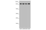 Western blot<br />
All lanes: COG4 antibody at 4.85 ug/ml<br />
Lane 1 : Mouse liver tissue<br />
Lane 2 : Mouse gonadal tissue<br />
Lane 3 : K562 whole cell lysate<br />
Lane 4 : Hela whole cell lysate<br />
Secondary<br />
Goat polyclonal to rabbit IgG