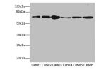 Western blot<br />
All lanes: FZD3 antibody at 1.94ug/ml<br />
Lane 1 : Rat heart tissue<br />
Lane 2 : U251 whole cell lysate<br />
Lane 3 : Thp-1 whole cell lysate<br />
Lane 4 : 293T whole cell lysate<br />
Lane 5 : Hela whole cell lysate<br />
Lane 6 