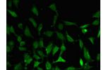 Immunofluorescent analysis of Hela cells using CSB-PA882082LA01HU at a dilution of 1:100 and Alexa Fluor 488-congugated AffiniPure Goat Anti-Rabbit IgG(H+L)