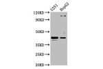 Western Blot<br />
Positive WB detected in:U251 whole cell lysate,HepG2 whole cell lysate<br />
All lanes:C1GALT1 antibody at 4.4