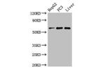 Western Blot<br />
Positive WB detected in:HepG2 whole cell lysate,PC3 whole cell lysate,Mouse liver tissue<br />
All lanes:FARSB antibody at 2.7