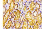 Immunohistochemistry of paraffin-embedded human kidney tissue using CSB-PA882125LA01HU at dilution of 1:100