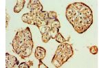 Immunohistochemistry of paraffin-embedded human placenta using CSB-PA882159ESR1HU at dilution 1:100