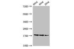 Western Blot<br />
Positive WB detected in Recombinant protein<br />
All lanes:B1 antibody at 3