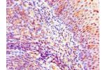Immunohistochemistry of paraffin-embedded human tonsil using CSB-PA883363ESR1HU at dilution 1:100