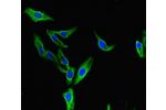 Immunofluorescent analysis of Hela cells using CSB-PA883428HA01HU at a dilution of 1:100 and Alexa Fluor 488-congugated AffiniPure Goat Anti-Rabbit IgG(H+L)