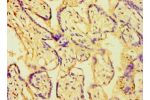 Immunohistochemistry of paraffin-embedded human placenta tissue using CSB-PA883434ESR1HU at dilution 1:100