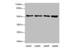 Western blot<br />
All lanes: