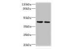 Western blot<br />
All lanes: CHID1 antibody at 0.2ug/ml<br />
Lane 1 : Hela whole cell lysate<br />
Lane 2 : U251 whole cell lysate<br />
Secondary<br />
Goat polyclonal to Rabbit IgG at 1/10000 dilution<br />
Predicted band size: 45,48,42 kDa<br />
Obse