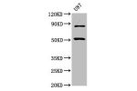 Western Blot<br />
Positive WB detected in:U87 whole cell lysate<br />
All lanes:BHLHE41 antibody at 6.75