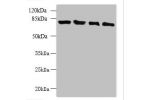 Western blot<br />
All lanes: CLPB antibody at 5ug/ml<br />
Lane 1 : 293T whole cell lysate<br />
Lane 2 : Mouse brain tissue<br />
Lane 3 : COLO205 whole cell lysate<br />
Lane 4 : MCF7 whole cell lysate<br />
Secondary<br />
Goat polyclonal to Rabbit Ig