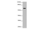 Western blot<br />
All lanes: EHD1 antibody at 12 ug/ml+ MDA-MB-231 whole cell lysate<br />
Secondary<br />
Goat polyclonal to rabbit IgG at 1/10000 dilution<br />
Predicted band size: 61 kDa<br />
Observed band size: 61 kDa<br />