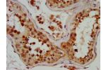 IHC image of CSB-PA885692LA01HU diluted at 1:700 and staining in paraffin-embedded human testis tissue performed on a Leica BondTM system. After dewaxing and hydration, antigen retrieval was mediated by high pressure in a citrate buffer (pH 6.0). Section 
