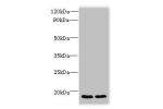 Western blot<br />
All lanes: CNIH4 antibody at 0.3ug/ml<br />
Lane 1 : A431 whole cell lysate<br />
Lane 2 : U251 whole cell lysate<br />
Secondary<br />
Goat polyclonal to Rabbit IgG at 1/10000 dilution<br />
Predicted band size: 17,11 kDa<br />
Observe