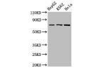 Western Blot<br />
Positive WB detected in: HepG2 whole cell lysate,K562 whole cell lysate,Hela whole cell lysate<br />
All lanes:DBF4 antibody at 2.7