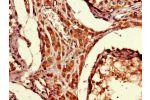 Immunohistochemistry of paraffin-embedded human testis tissue using CSB-PA887963LA01HU at dilution of 1:100