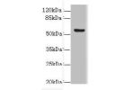 Western blot<br />
All lanes: DENND2D antibody at 4ug/ml+ MCF7 whole cell lysate<br />
Goat polyclonal to rabbit at 1/10000 dilution<br />
Predicted band size: 54 kDa<br />
Observed band size: 54 kDa<br />