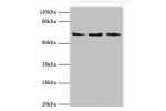 Western blot<br />
All lanes:ACAD9 antibody at 6ug/ml<br />
Lane 1:MCF-7 whole cell lysate<br />
Lane 2:293T whole cell lysate<br />
Lane 3:K562 whole cell lysate<br />
Secondary<br />
Goat polyclonal to rabbit at 1/10000 dilution<br />
Predicted band siz