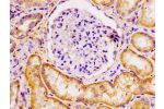 IHC image of CSB-PA888001LA01HU diluted at 1:100 and staining in paraffin-embedded human kidney tissue performed on a Leica BondTM system. After dewaxing and hydration, antigen retrieval was mediated by high pressure in a citrate buffer (pH 6.0). Section 