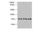 Western blot<br />
All lanes: BARX1 antibody at 6ug/ml<br />
Lane 1 : Hela whole cell lysate<br />
Lane 2 : Jurkat whole cell lysate<br />
Lane 3 : CEM whole cell lysate<br />
Secondary<br />
Goat polyclonal to Rabbit IgG at 1/10000 dilution<br />
Predict