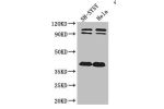 Western Blot<br />
Positive WB detected in:SH-SY5Y whole cell lysate,Hela whole cell lysate<br />
All lanes: DISC1 antibody at 2ug/ml<br />
Secondary<br />
Goat polyclonal to rabbit IgG at 1/50000 dilution<br />
Predicted band size: 94,92,74,39,83,63,61,7