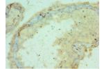 Immunohistochemistry of paraffin-embedded human testis using CSB-PA889097ESR1HUat dilution 1:100