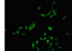 Immunofluorescent analysis of Hela cells using CSB-PA889149LA01HU at a dilution of 1:100 and Alexa Fluor 488-congugated AffiniPure Goat Anti-Rabbit IgG(H+L)