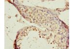 Immunohistochemistry of paraffin-embedded human testis tissue using CSB-PA889176DSR2HU at dilution of 1:100