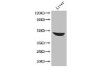 Western Blot
Positive WB detected in:Mouse liver tissue
All lanes : AFF4 antibody at 2.7
