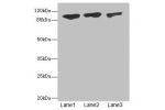 Western blot<br />
All lanes: