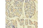 Immunohistochemistry of paraffin-embedded human pancreatic tissue using CSB-PA890917LA01HU at dilution 1:100