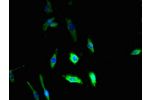 Immunofluorescent analysis of U251 cells using CSB-PA890925LA01HU at a dilution of 1:100 and Alexa Fluor 488-congugated AffiniPure Goat Anti-Rabbit IgG(H+L)