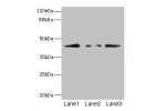 Western blot<br />
All lanes: FBXO4 antibody at 3.1ug/ml<br />
Lane 1 : 293T whole cell lysate<br />
Lane 2 : HepG-2 whole cell lysate<br />
Lane 3 : HL60 whole cell lysate<br />
 Secondary<br />
Goat polyclonal to rabbit IgG at 1/10000 dilution<br />
Pre
